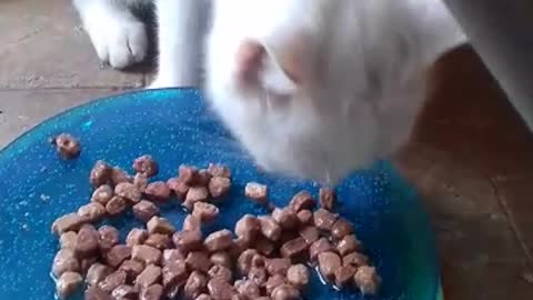 My cat eating Happy