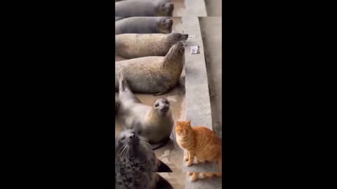 Videos for animals are funny, humorous, entertaining
