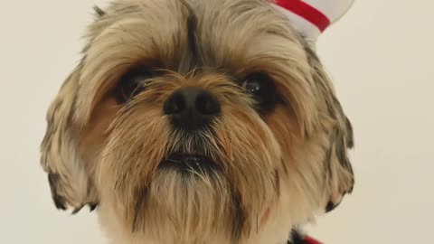 A cute dog wearing nurse costumes