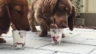 Pair of dachshunds go to town on tasty treats