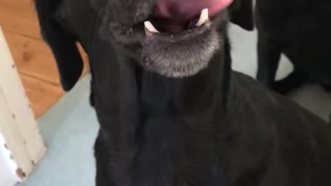 Dog enjoys a head massage