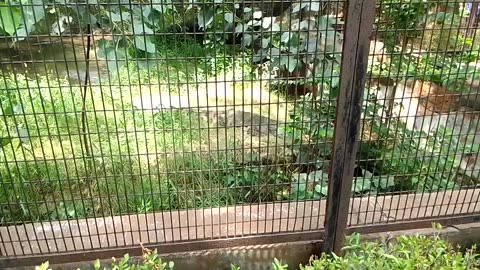 Cheeta in zoo