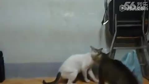 Cat Fighting