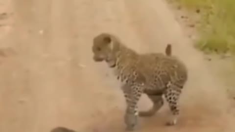 Leopard funny attack #shorts AnimalTube - World of animals
