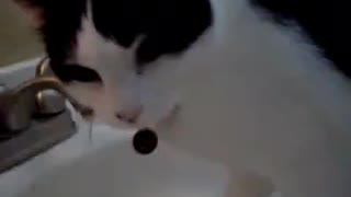 Funny Cat Drinking From Faucet While Running in Place