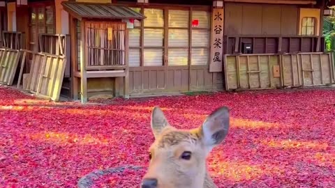 Nara Park, Japan 📍😍Have You Ever Visited Japan?