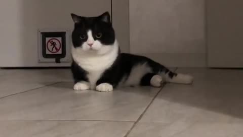 Funny tuxedo cat trying to get hold on the floor mop