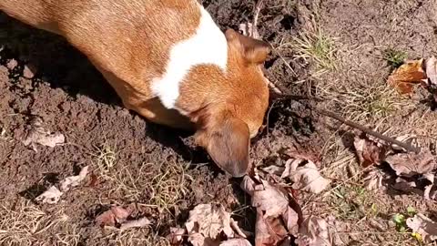 Dog Aggressively Digging And Protecting A Hole