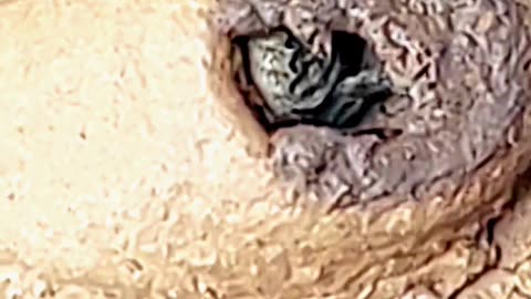 Mud dauber is making nest for babies