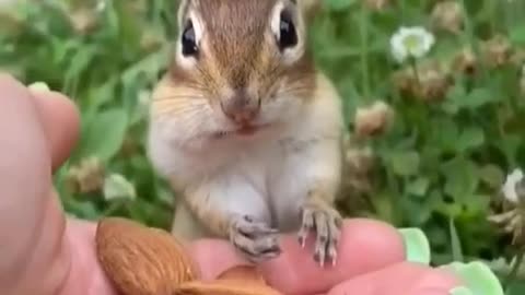feeding the squirre