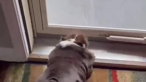 Dog twerks with the best of them