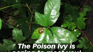 Poison Ivy Falling Waters West Virginia Landscaping Contractor