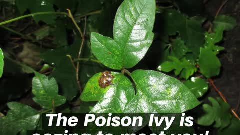 Poison Ivy Falling Waters West Virginia Landscaping Contractor