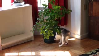 Francine and the jasmine plant - part 3