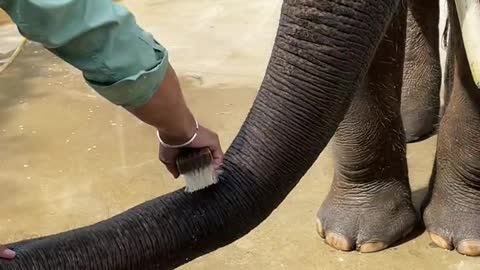 Baby elephant nose