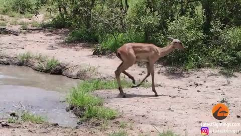 Impala Escapes Crocodile Only To Get Caught by Leopard!