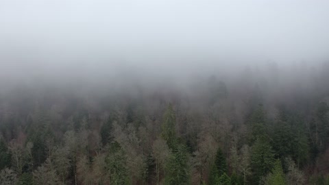 Fog Over The Woods