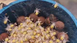 Asian Fawn Tarantula Egg Development