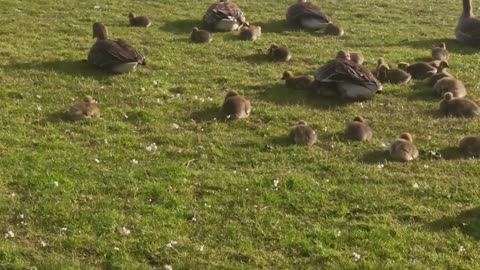 Wild goose protects their kids from heavy wind