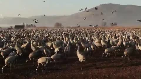 World of Wildlife - wild Cranes birds at Agamon Hula valley Nature Reserve, Israel - Episode 5