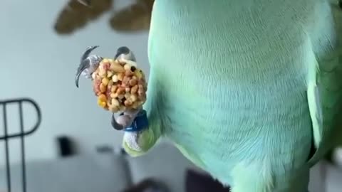 This smart parrot knows what to do to get his treat