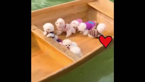 😍 Cute Baby Dogs 😍 4th May 2021