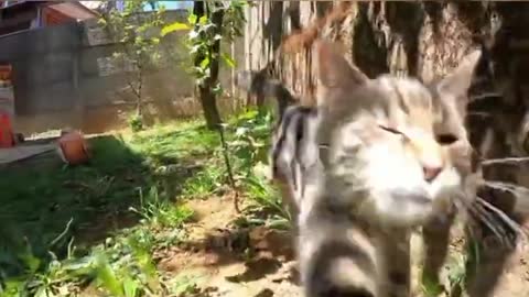 cute cat video funny video compilation Funny pet video.cute and funny cat video