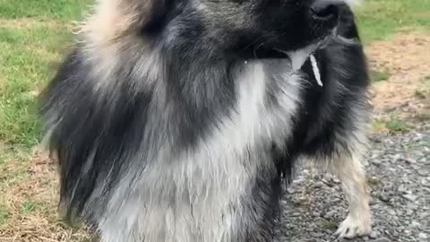 Overly-excited pup drools whenever he's at the dog park