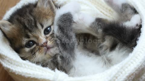 cute little cat <3