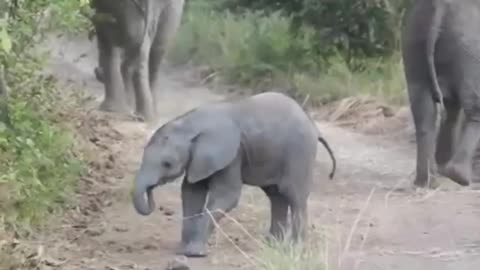 Baby Elephant on the move
