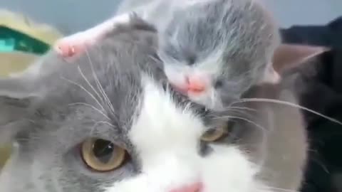 baby kitten with his mom