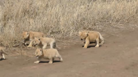 LOVELY! SIX LION CUBS enjoy their first outdoor adventure 2021-00