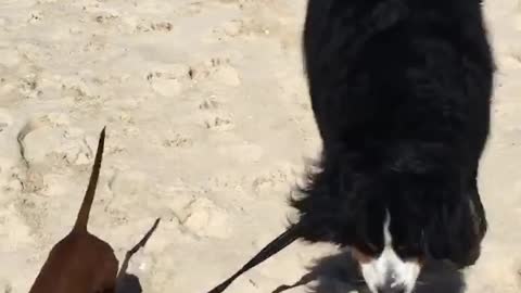 Tiny dachshund walks Bernese Mountain Dog on a leash