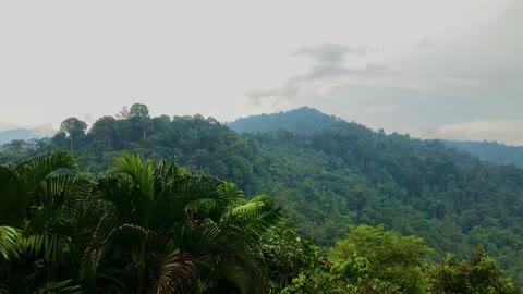 Rain in the Tropical Rainforest at the Dusun | ASMR