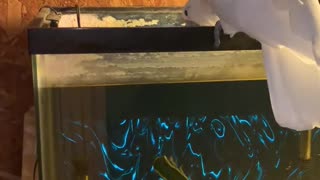 Cockatoo trying to figure out how fish stay under water so long.