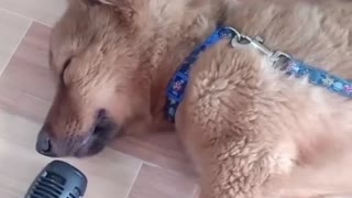 A dog sings while sleeping