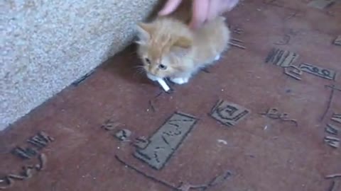 Kitten and cigarette