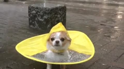 Little puppy wearing raincoat waiting for owner in the rain
