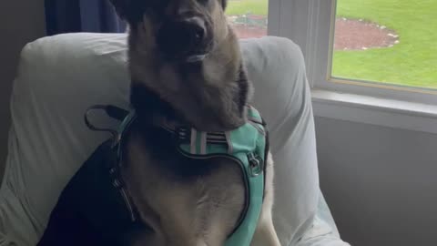 Vocal German Shepherd talks back to owner