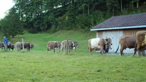 Swiss cows coming home from the Alps