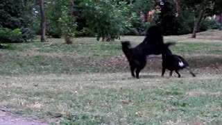 street dogs playing in the park