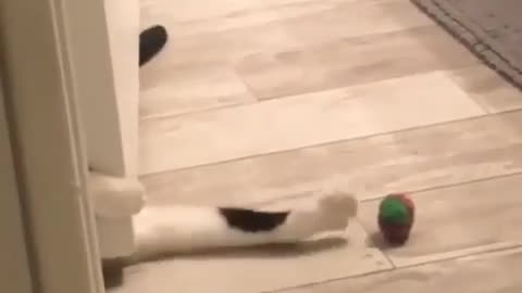 Cats are so dumb