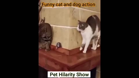 Fun with the Non-Stop Funniest Cat and Dog Video Funny animal video part-08 #shorts #short #viral