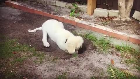 Cute Puppy thinks his a landscaper