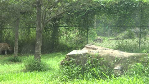 Sri Lankan leopard