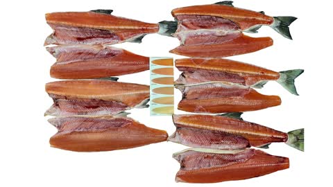 Chum Salmon H/G, Oncorhynchus keta, Dog salmon, Hundslachs, 狗鲑鱼, 犬のサケ