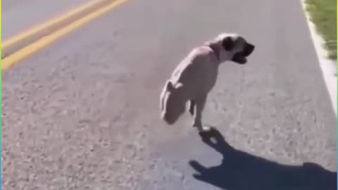 Dog was walking on two legs painful vidoe 2022