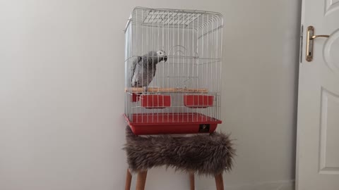 African gray Coco parrot imitates sounds