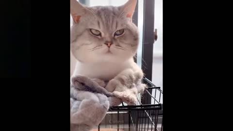 Angry cute cat funny video