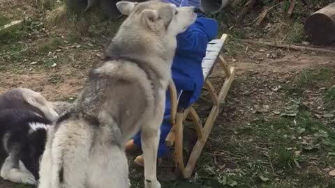 Huskies and children are best friends